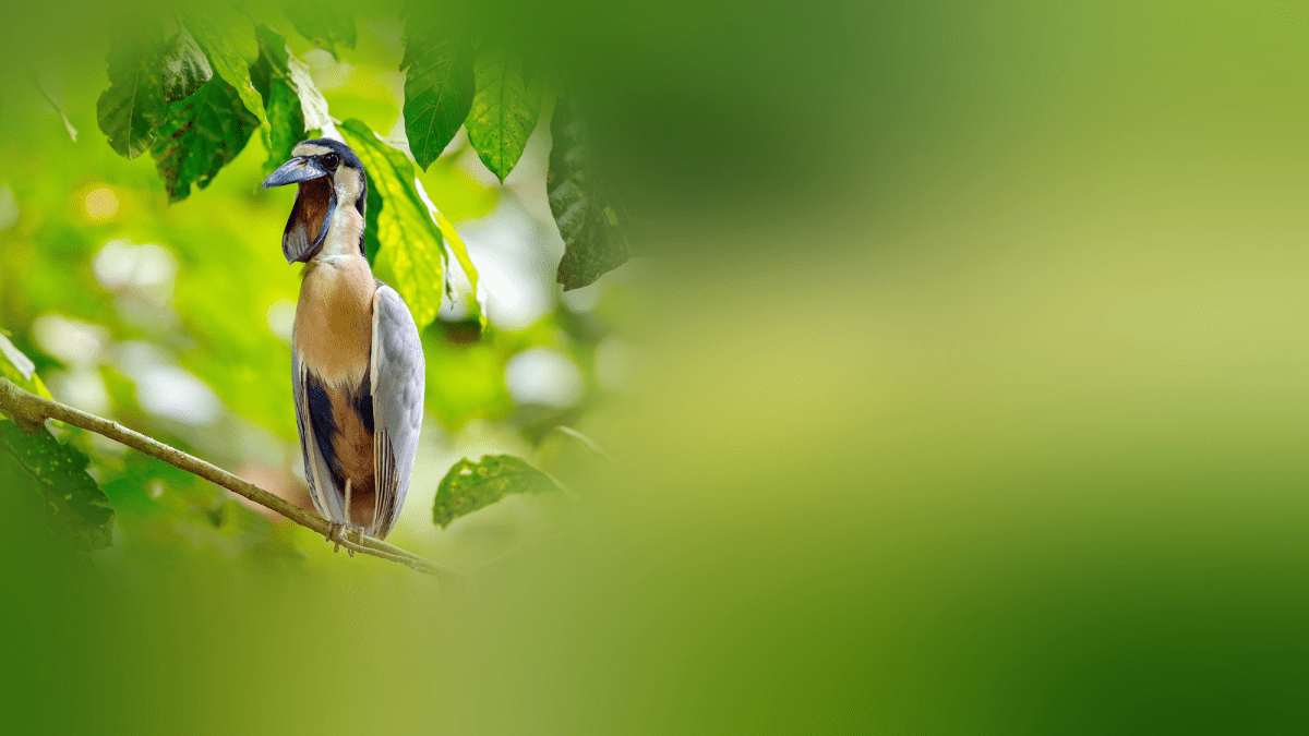 The boat-billed heron looks fake but is very real