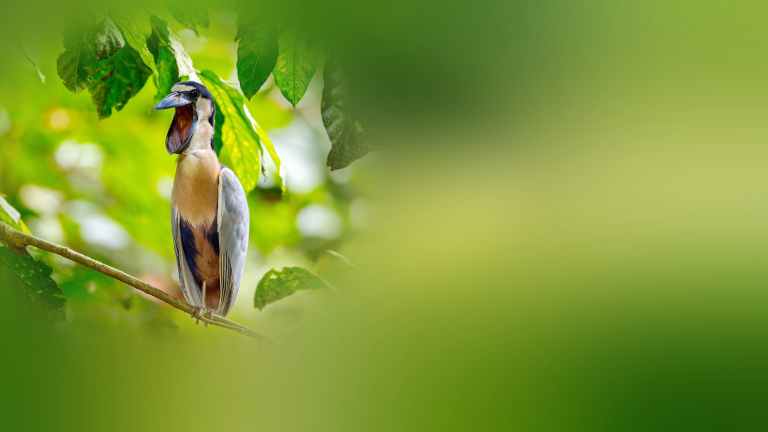 a bird with blue plumage and a broad blue bill squawks in a tree