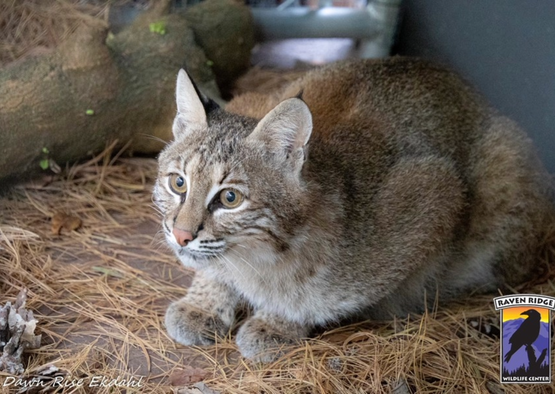 a bobcat sits on some pine needles