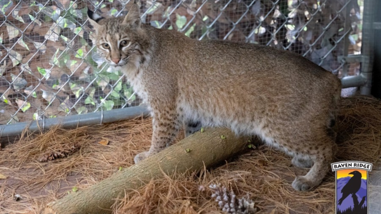 a bobcat in an enclosure
