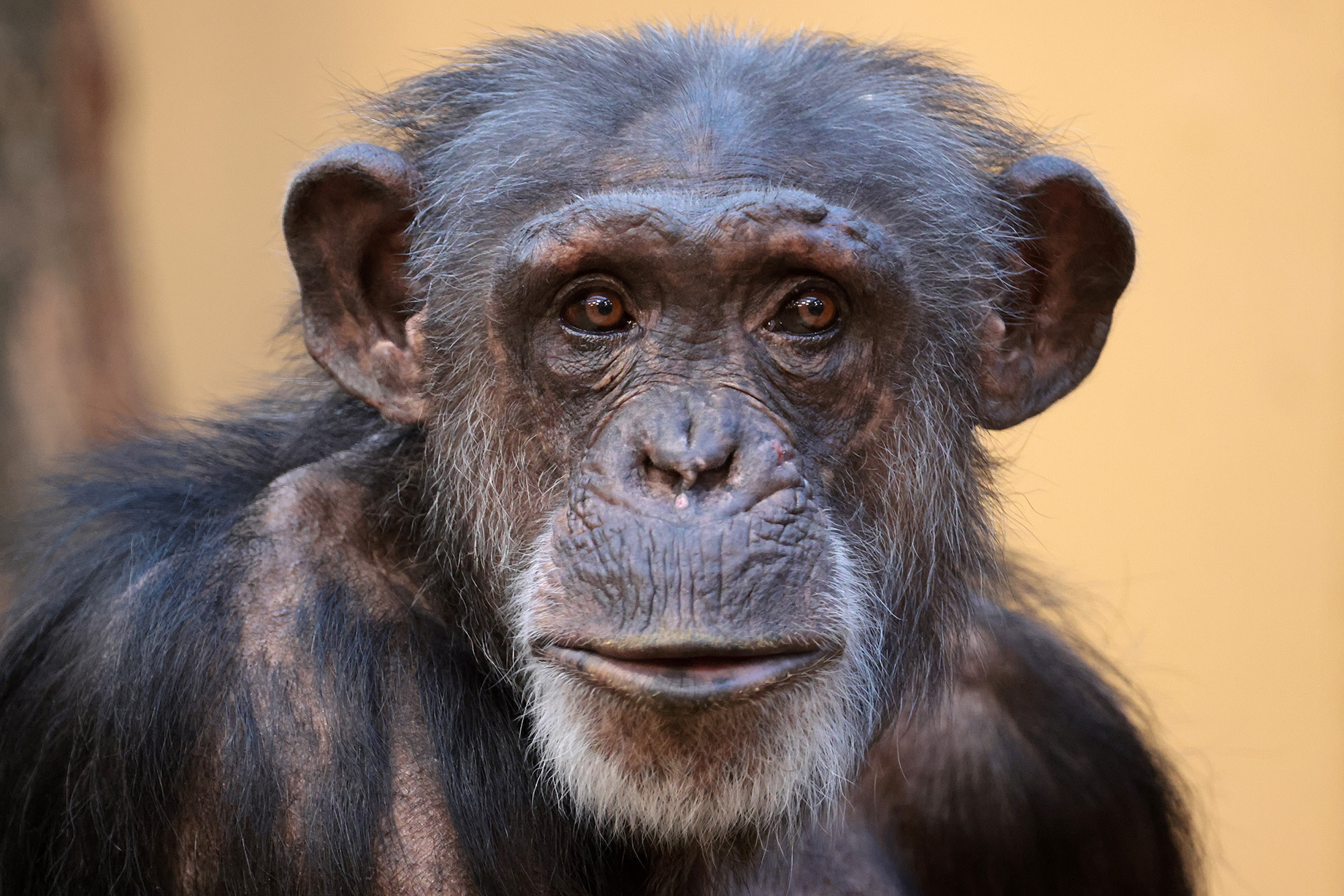 Close up of a chimpanzee face facing the camera and looking slightly to the right of frame on a light yellow, out of focus background.