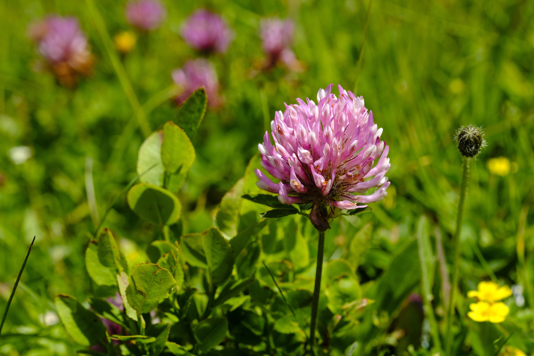 red clover flower