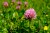 red clover flower