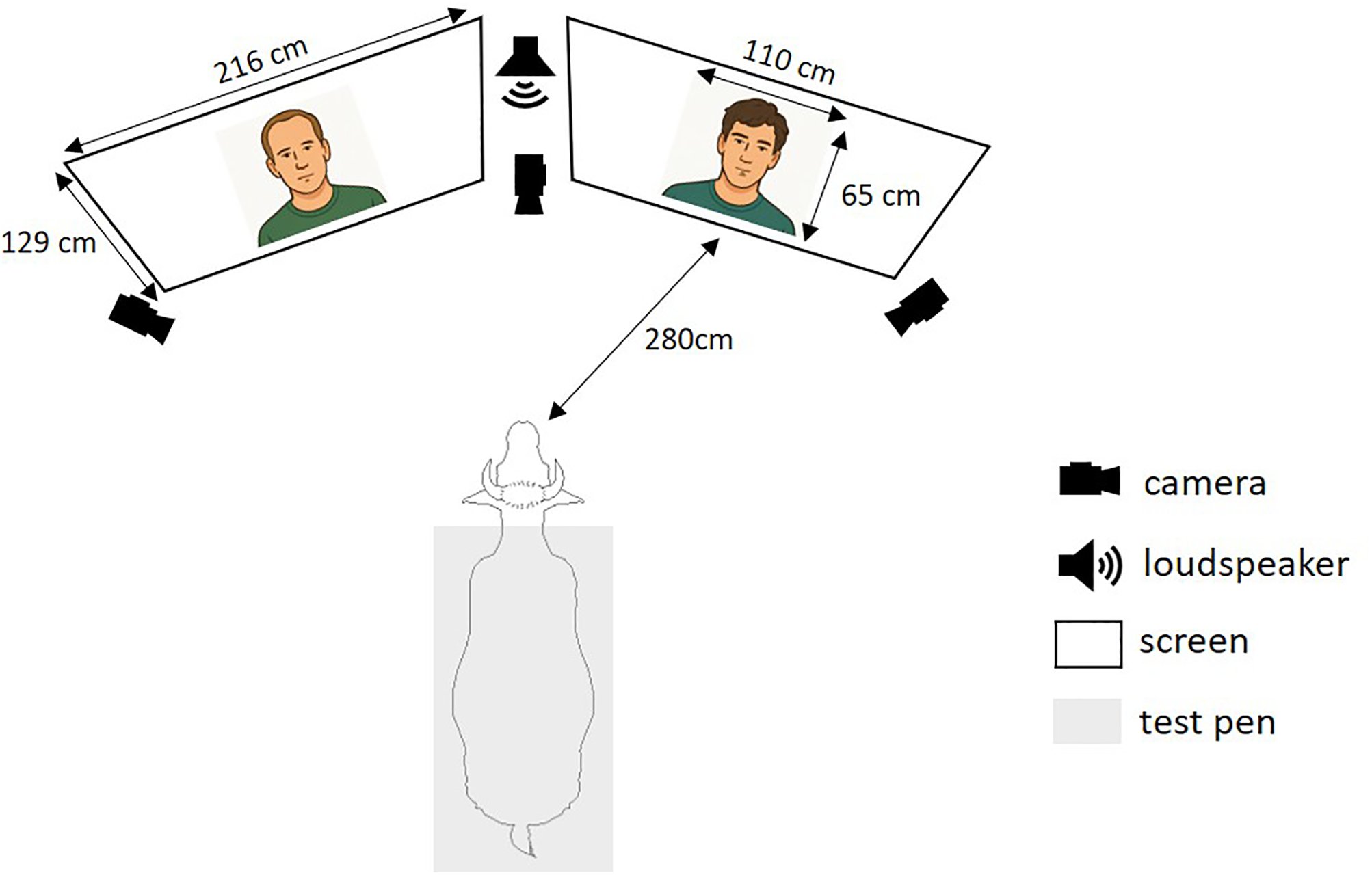 Experimental setup for visual preference and cross-modal tests. The cow was positioned centrally between two screens. Each screen showed a video of a person’s face: one familiar and one unfamiliar to the cow. During cross-modal tests, a speaker placed between the screens played the voice of one of the two individuals. Cameras recorded the cow’s behavioral responses throughout the test. 