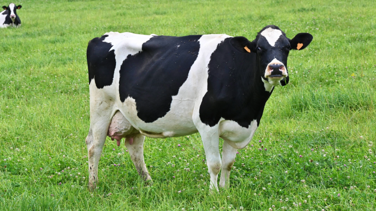 a black and white cow standing on green grass in an open field
