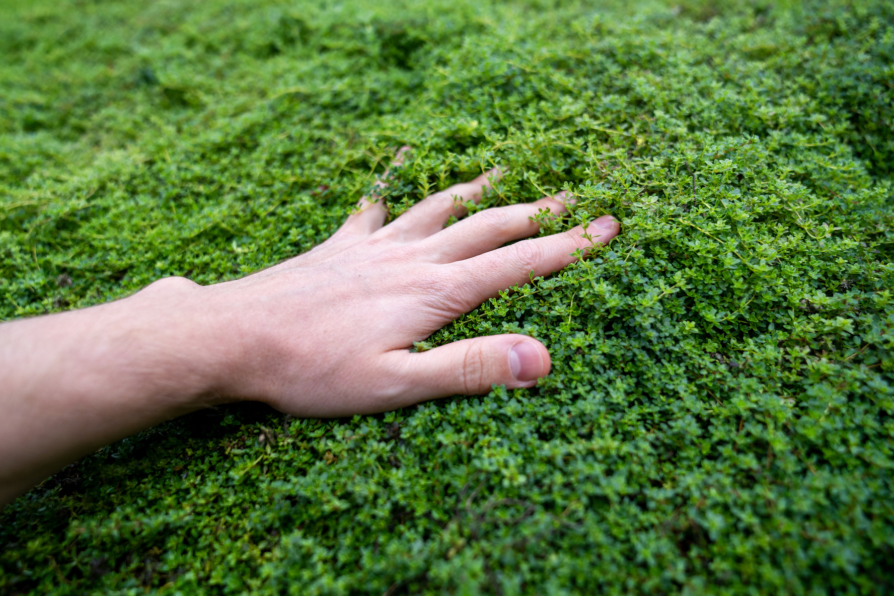 Man touching plant Creeping Thyme in forest feeling soft surface 