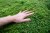 Man touching plant Creeping Thyme in forest feeling soft surface