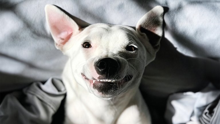 Overhead view of a white short-haired dog lying on a bed smiling up at a camera.
