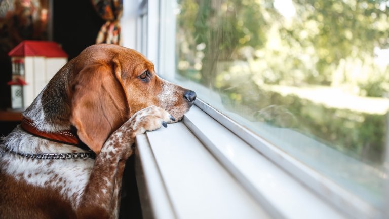 Sad dog waiting to go outside, looking out window, resting face on window sill. Family pet conceptual image for sadness, depression, and patience.