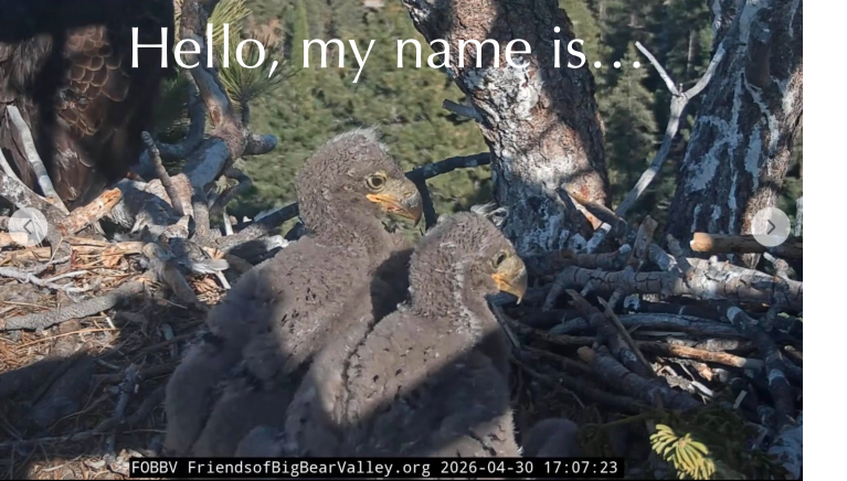 two eaglets on a nest