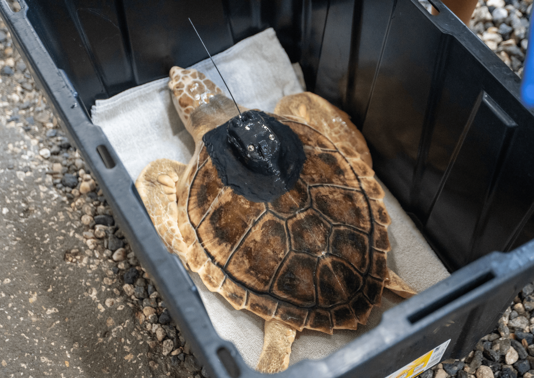 a turtle in a bucket with a telemetry device on its shell