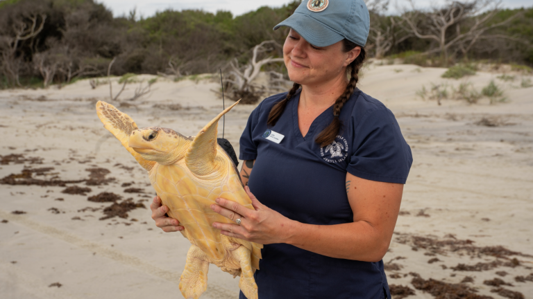 a woman in a blue baseball cap holds a turtle on the beach
