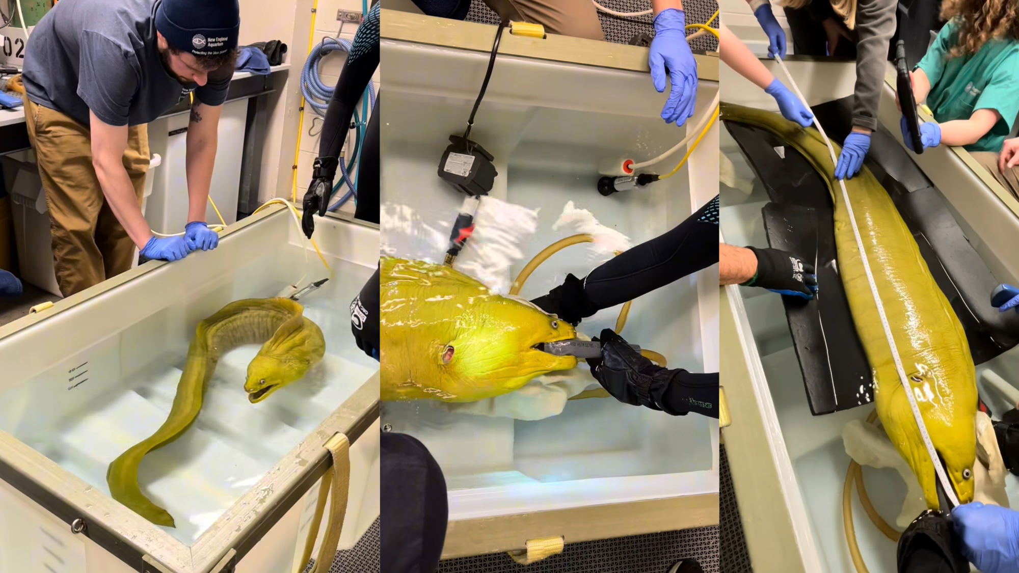 a green moray eel is examined by veteranrians