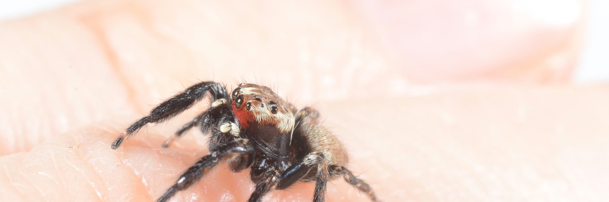 spider on hand