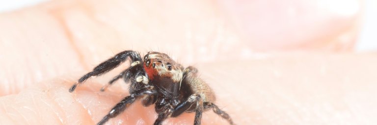 spider on hand