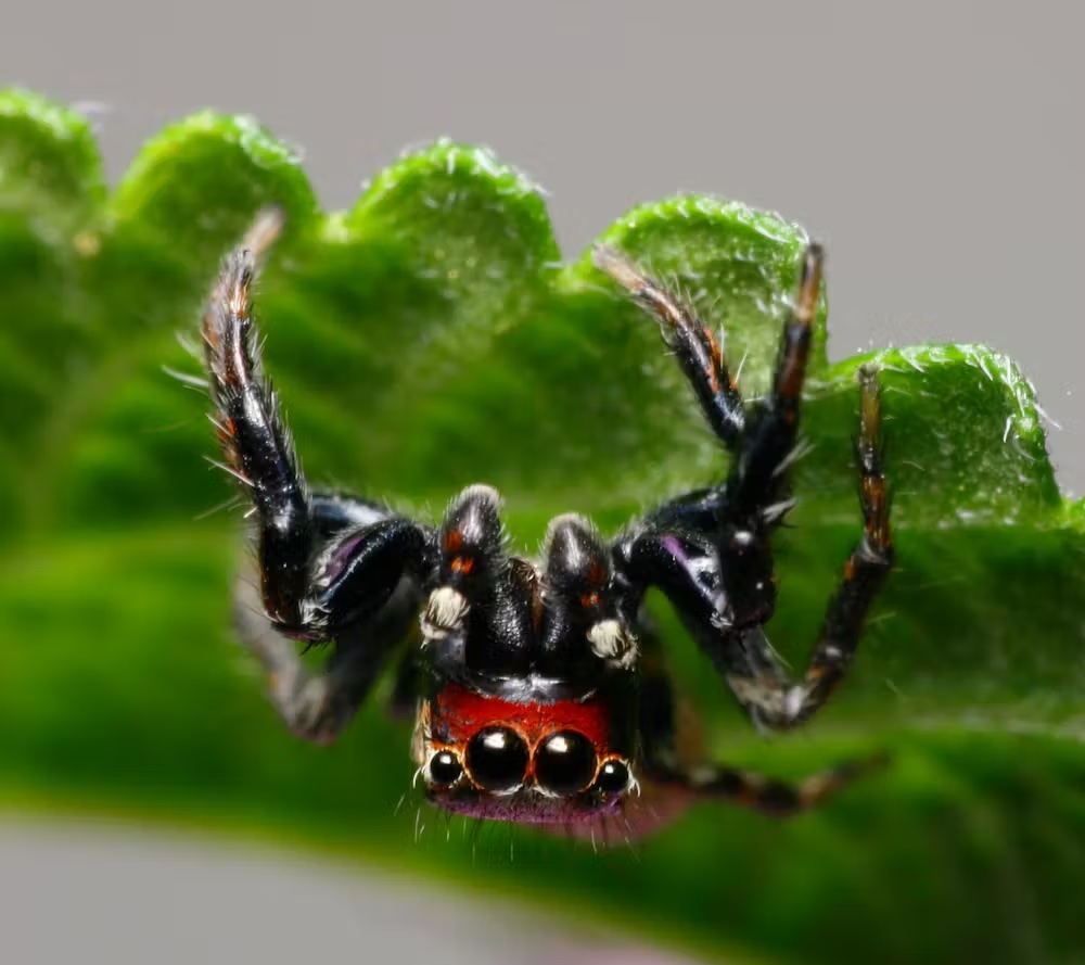 spider on leaf