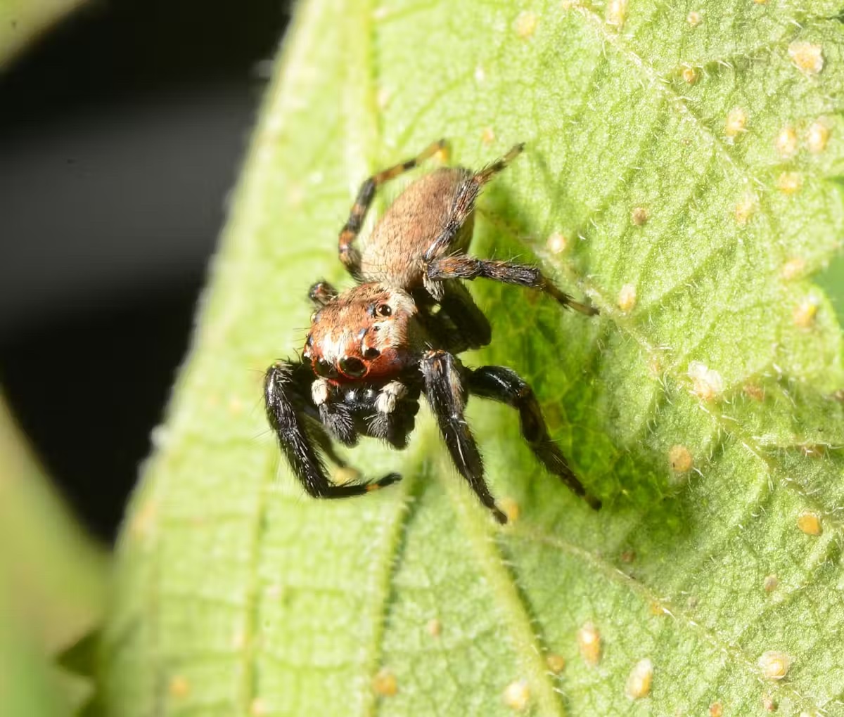 spider