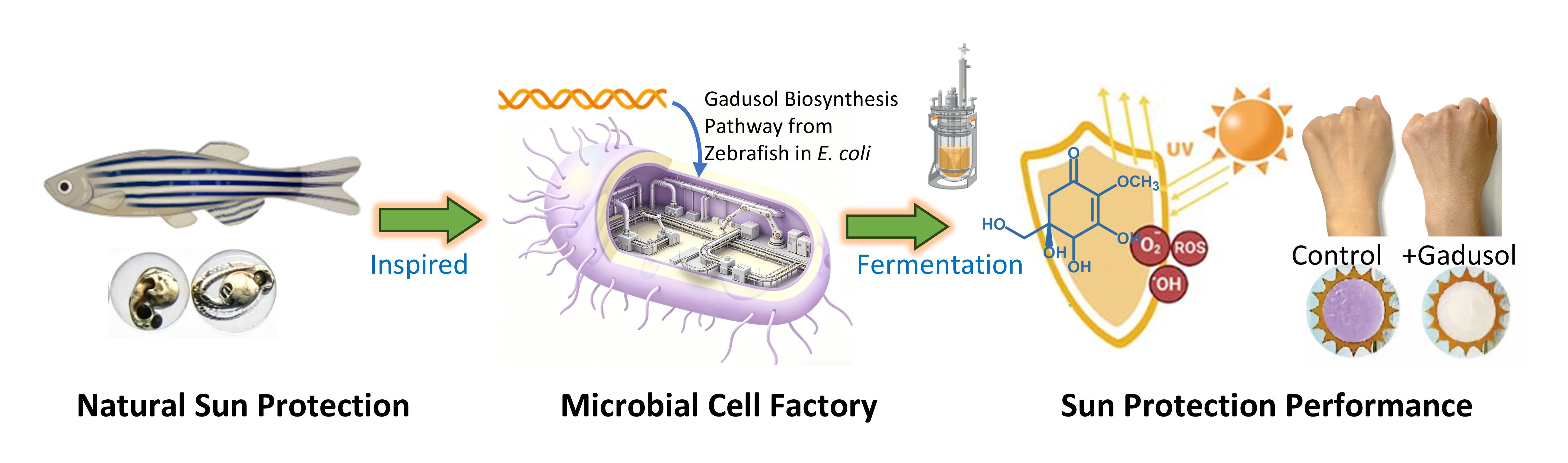 a graphic showing a fish, the microbes taken from it, and a hand with sunscreen on it