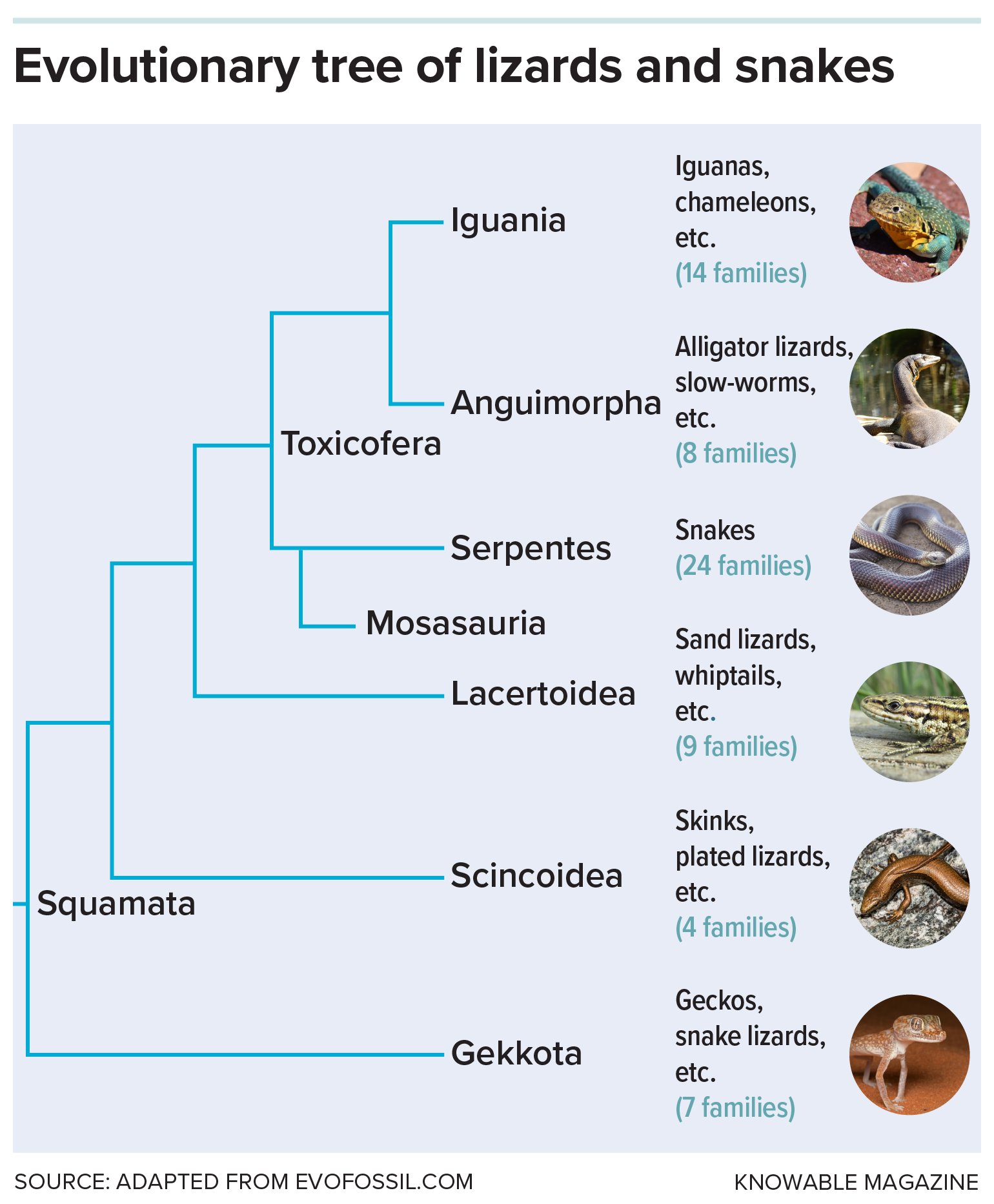 Graphic showing the evolutionary tree of lizards and snakes.