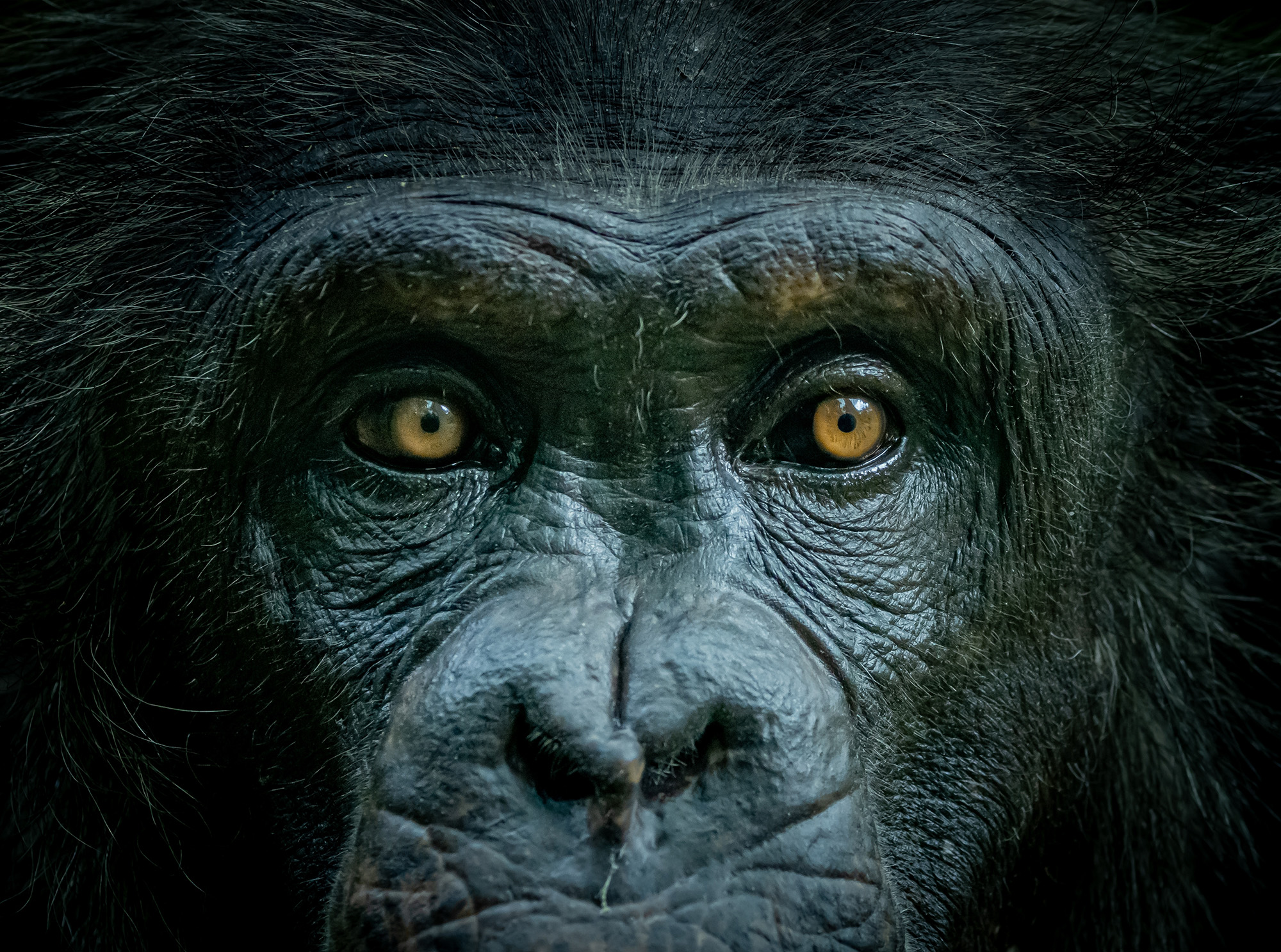 Close up of gorilla face.