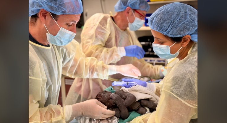 two human doctors holding a baby gorilla