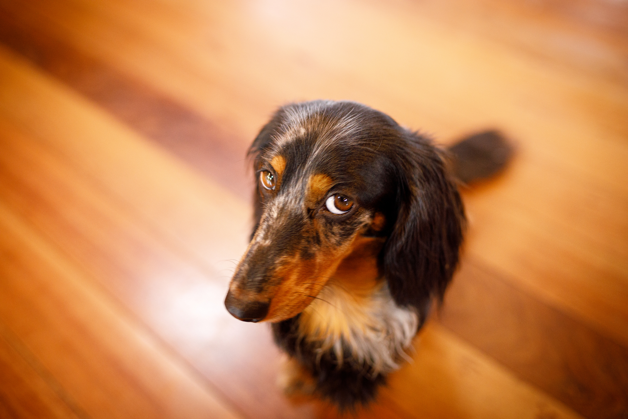 Dog with long dark brown and tan fur looks guilty while looking up from an out of focus wooden floor.