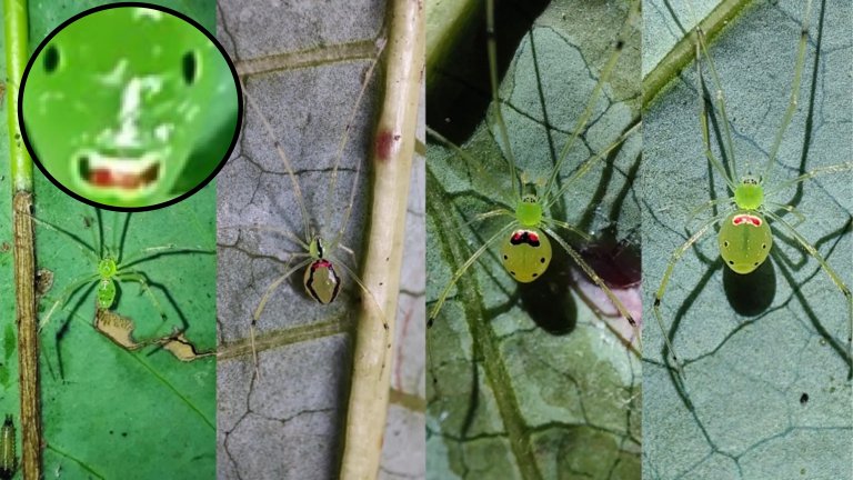 spiders with happy faces