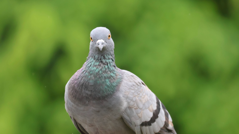 a pigeon with grey, green, black, and purple feathers