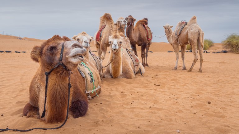 Five saddled camels rest in the desert. Two are laying down towards the front of the scene and three are standing in the back.