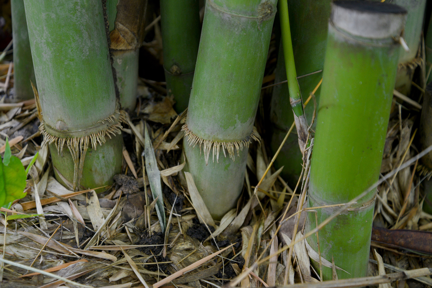 Root bamboo in garden.