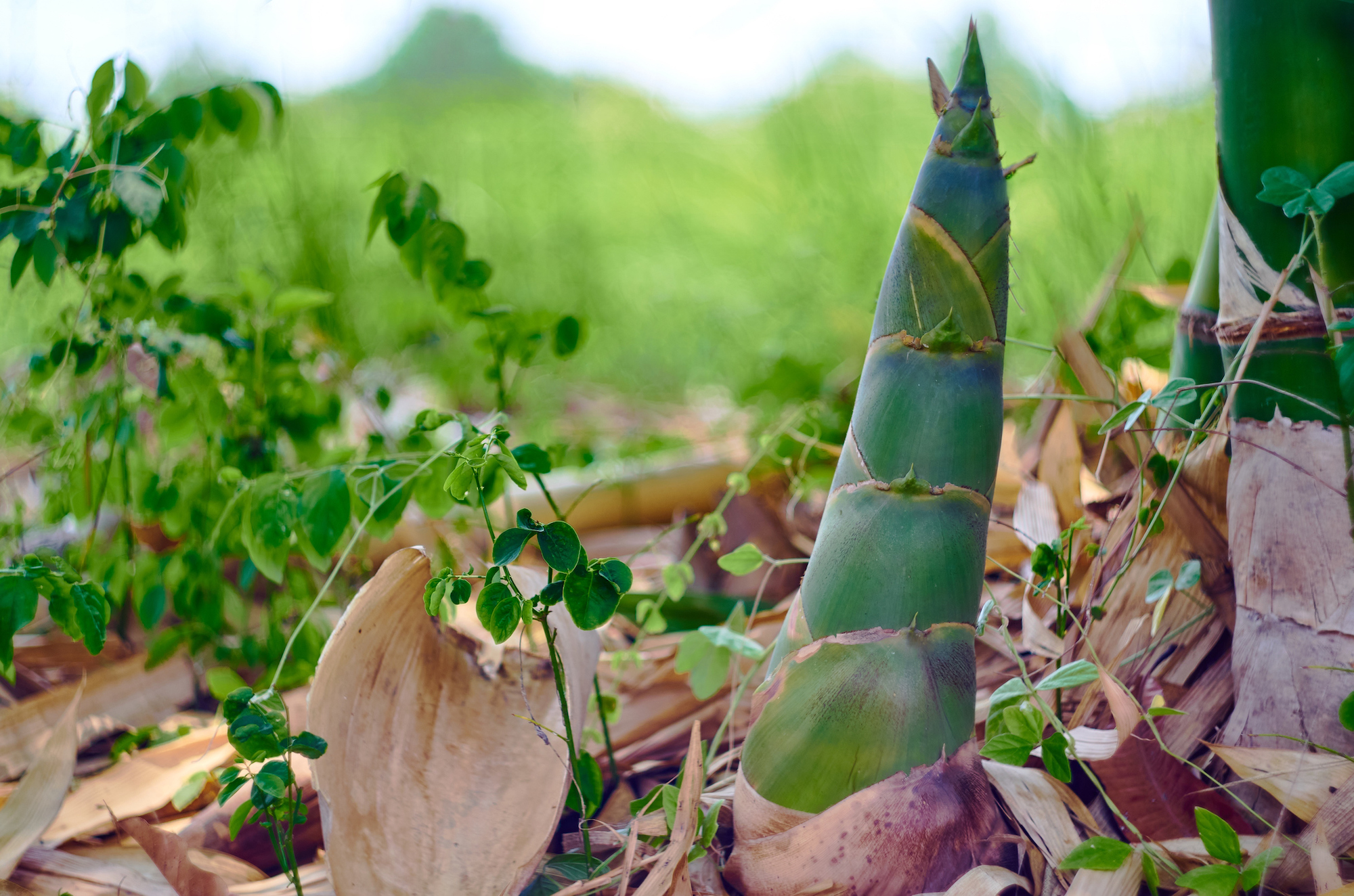 A bamboo shoot emerge from dirt