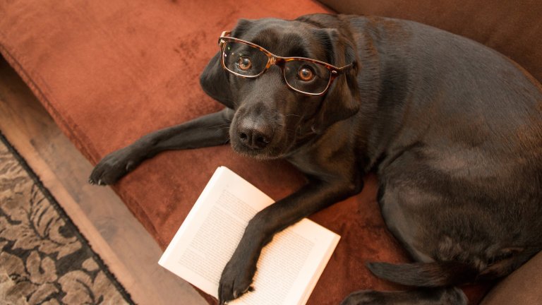 Smart chocolate lab with glasses reading a book on burgundy sofa.