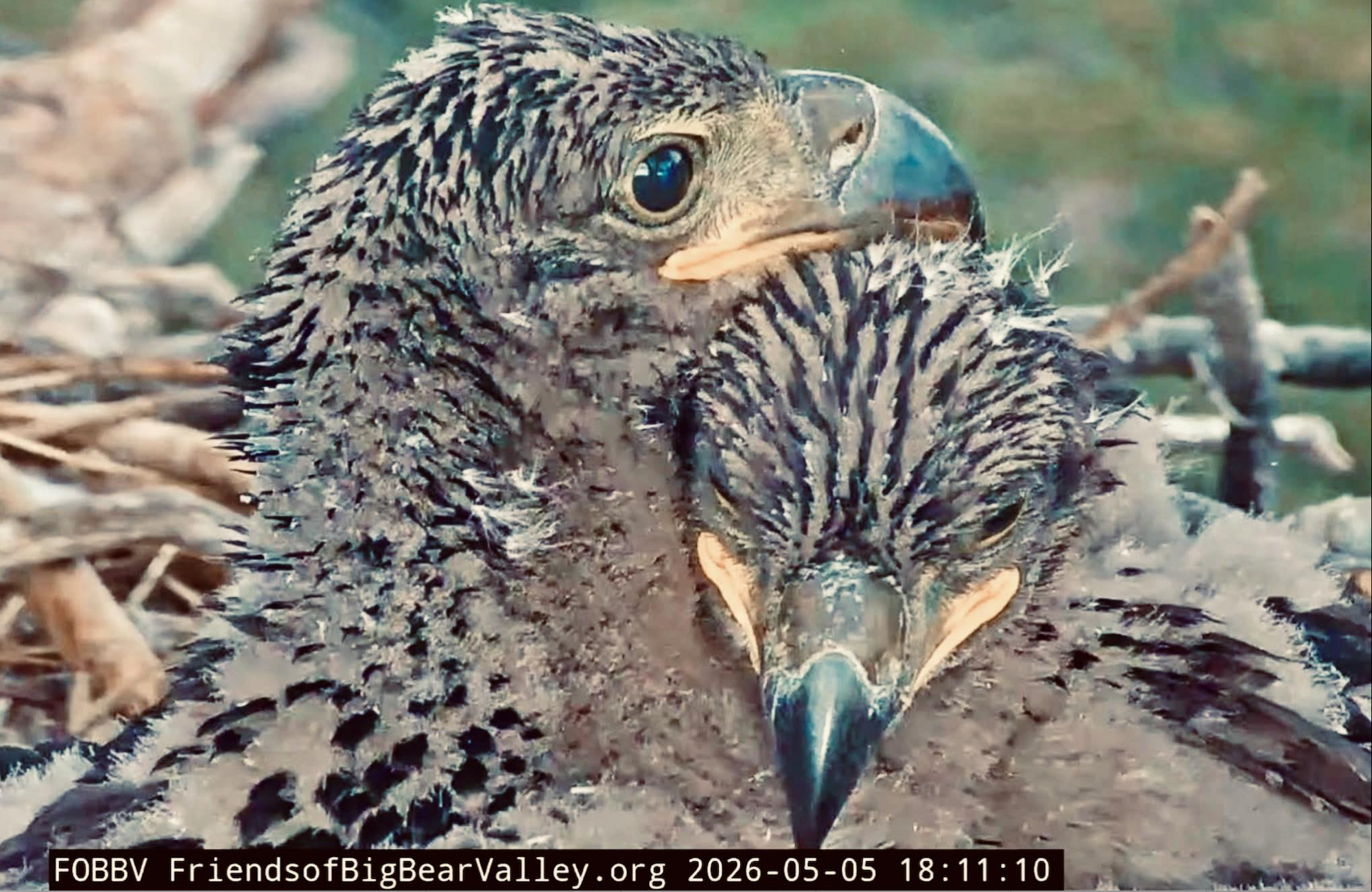 two bald eagle chicks