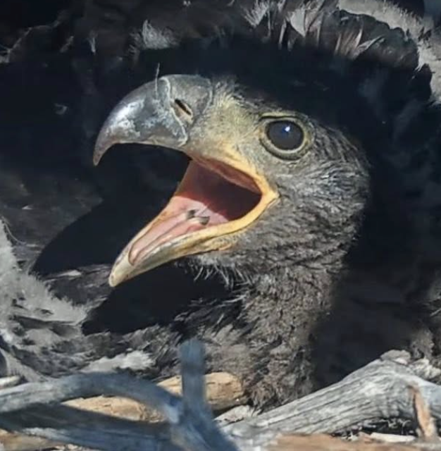 closeup on chick's face