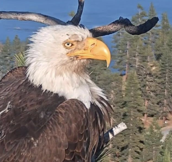 bald eagle with yellow eyes