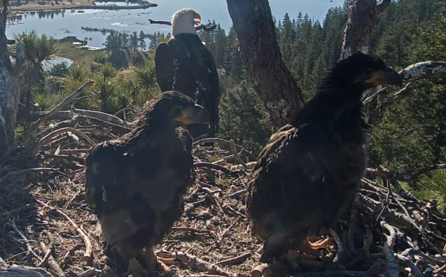 How to tell Jackie and Shadow's chicks, Sandy and Luna, apart | Popular