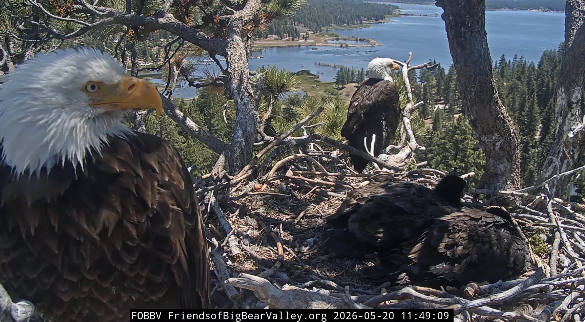 two adult eagles and two babies in nest