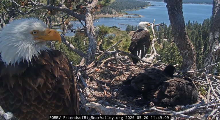 two adult eagles and two babies in nest