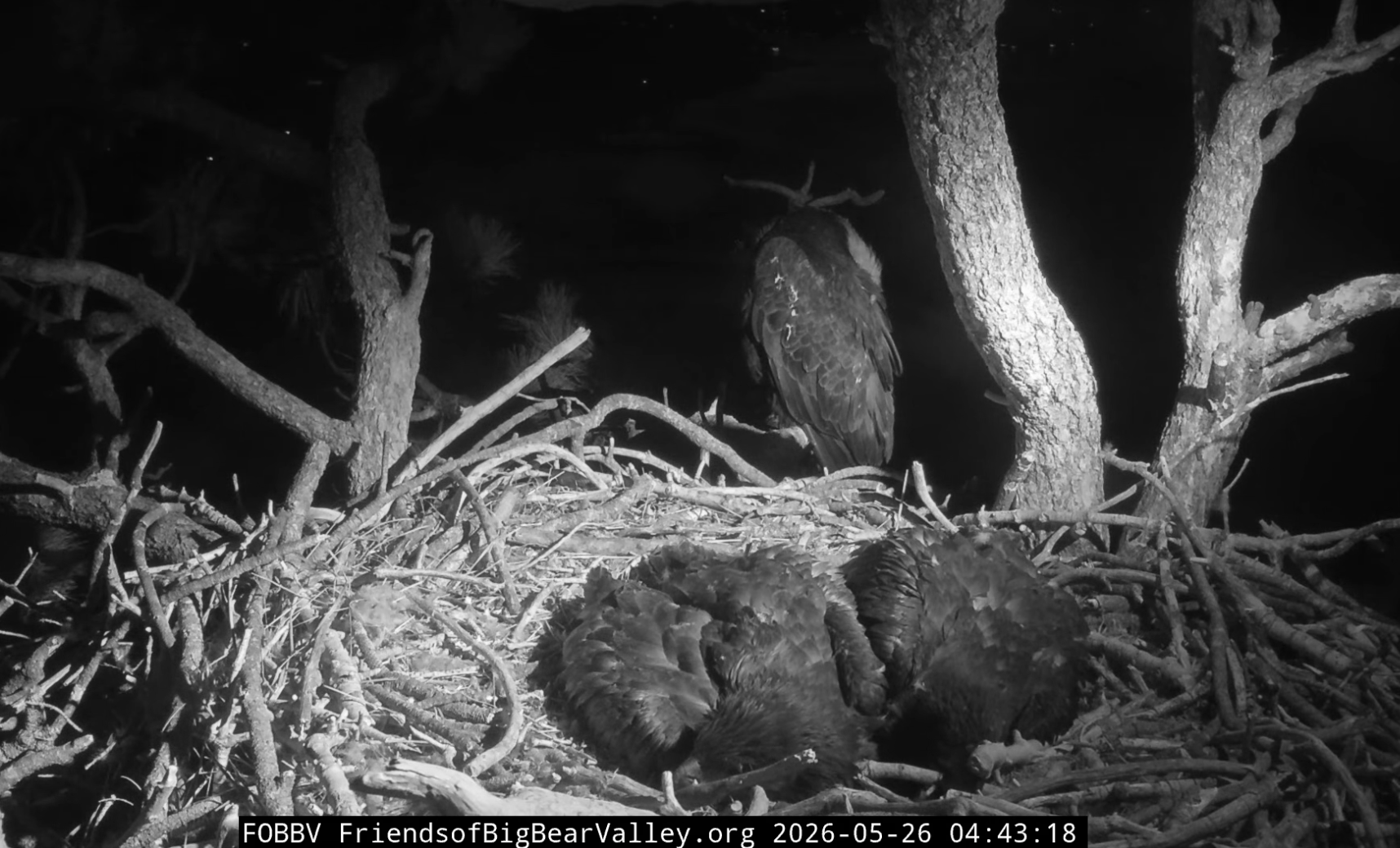 chicks in nest at night