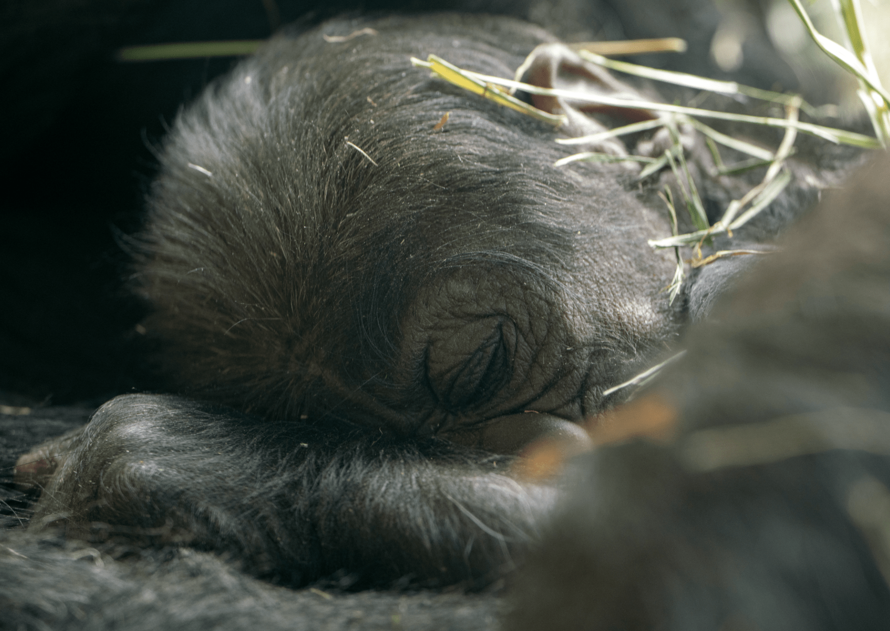 a sleeping baby gorilla