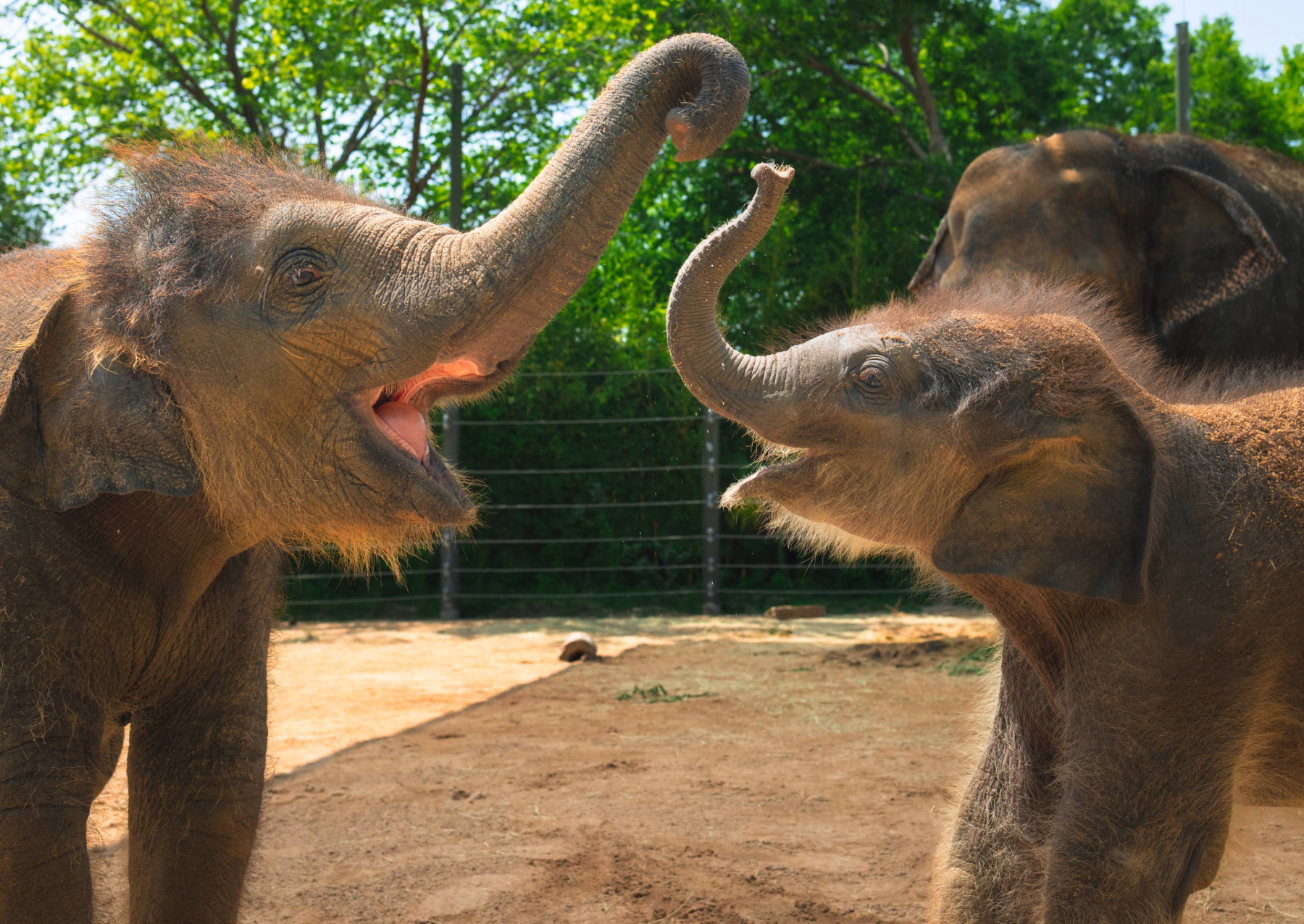a baby elephant looking at it's mother