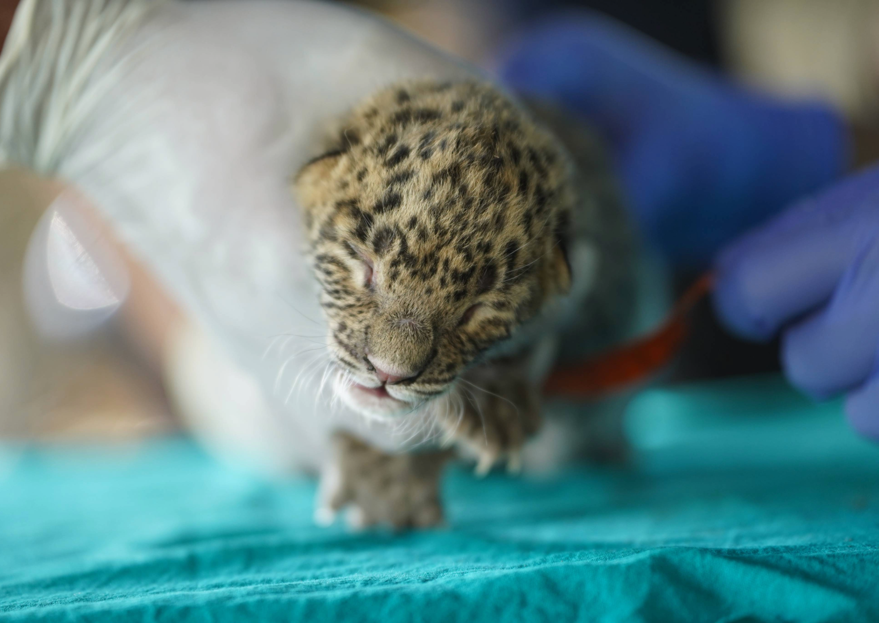 a leopard cub on a green towel being examined by vets
