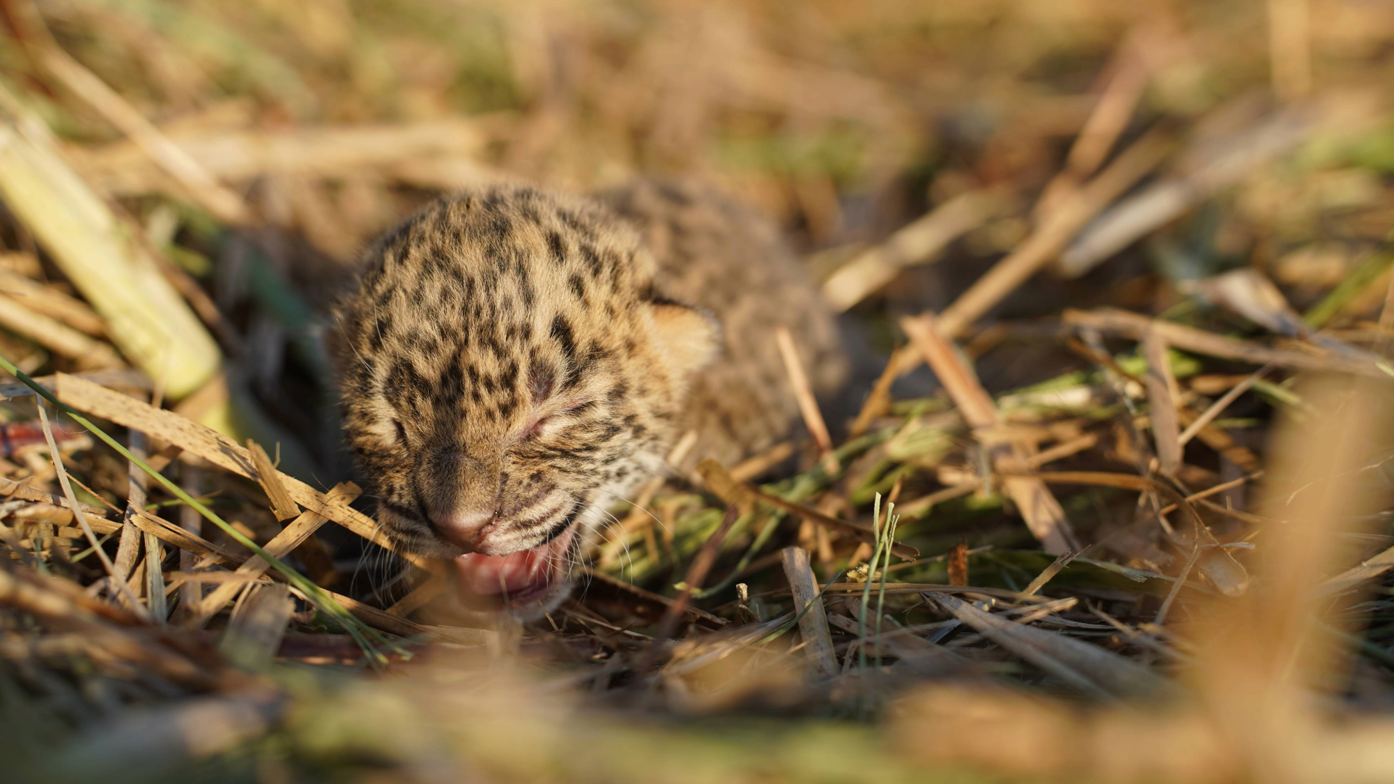 a leopard cub in a sugarcane field
