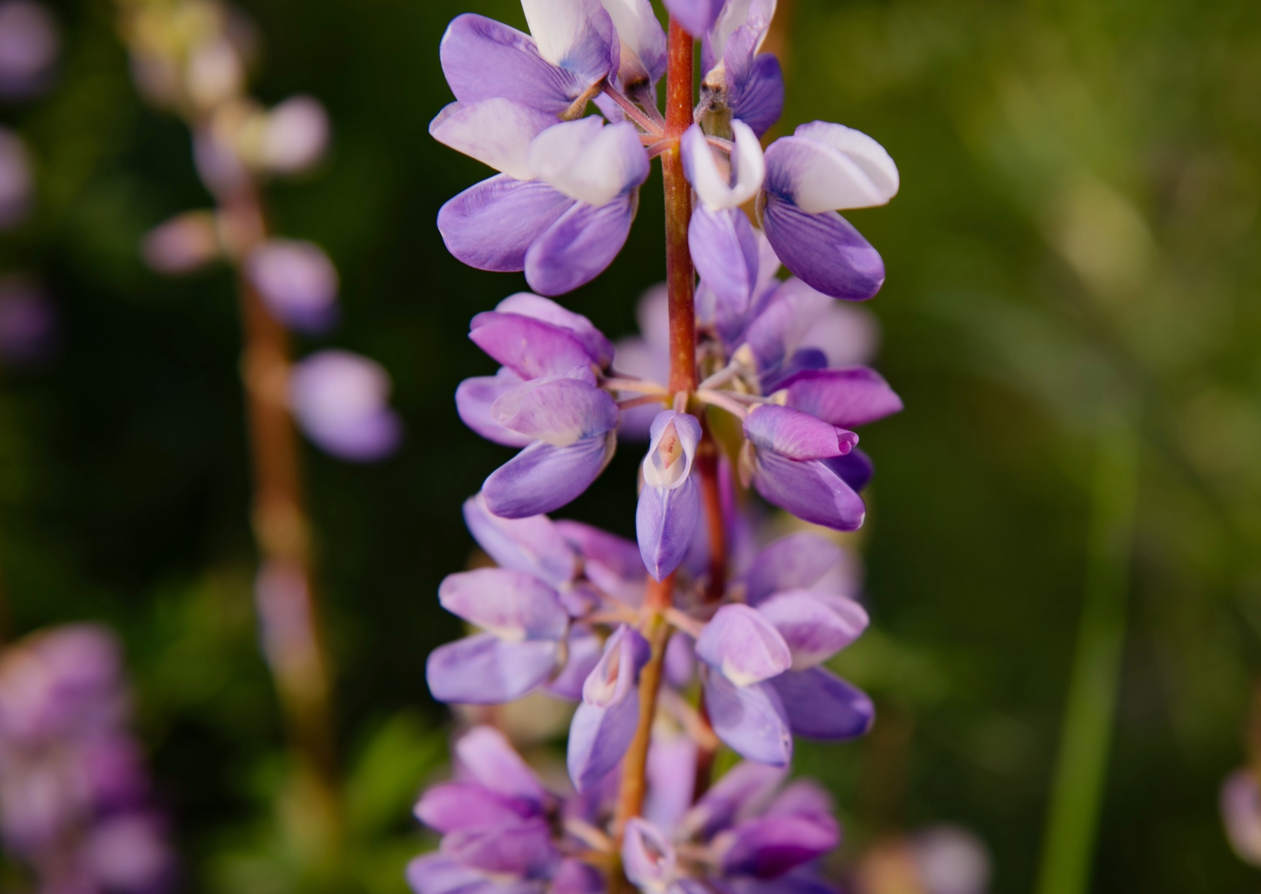 a close up of a purple wildblower called a lupine. it is tal 