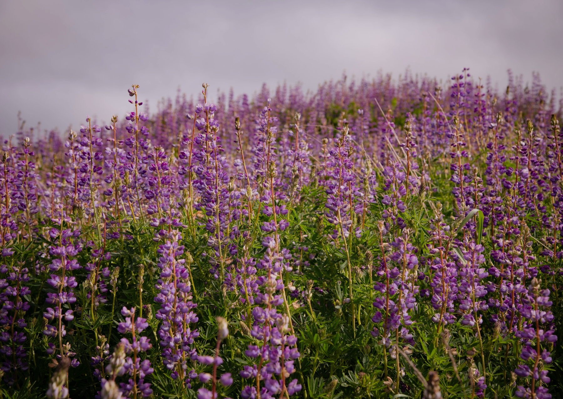purple lupine blooming in a field