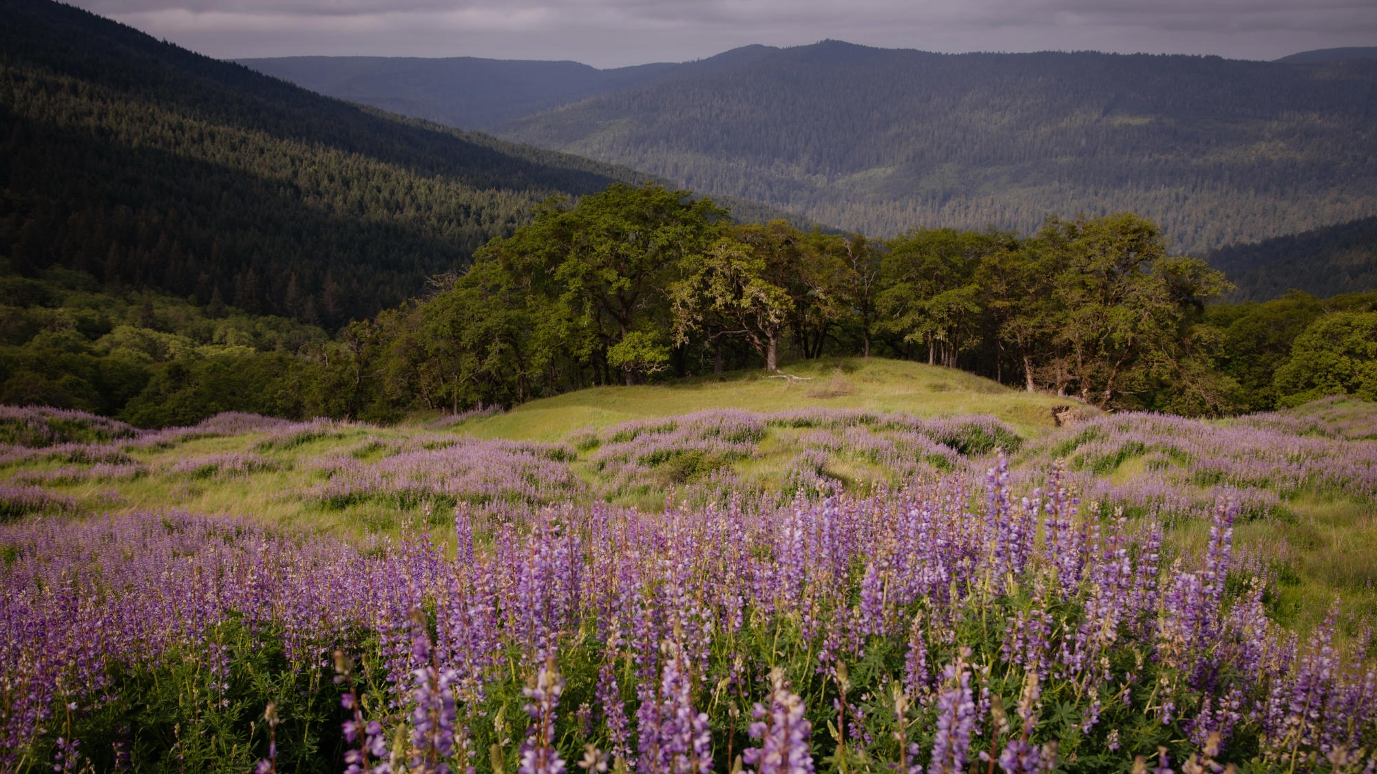 popsci.com - Laura Baisas - Superbloom turns Redwood National Park's hills purple