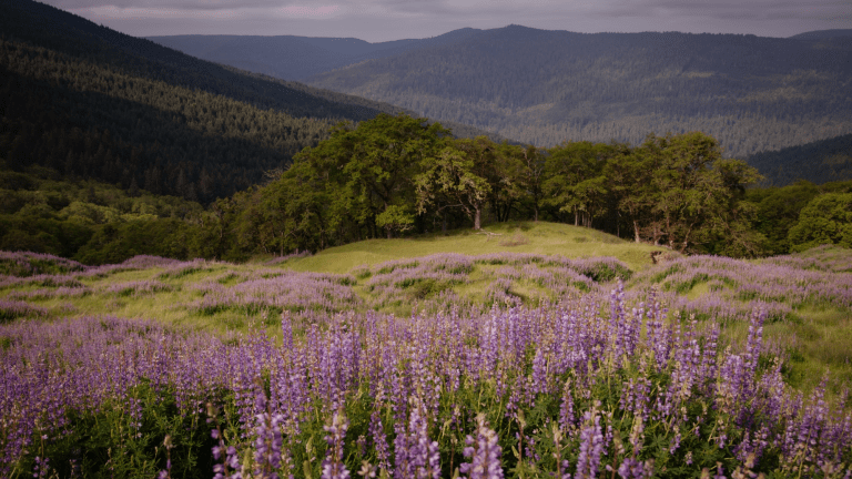 a superbloom of tall purple wildflowers called lupine with mountains in the distance