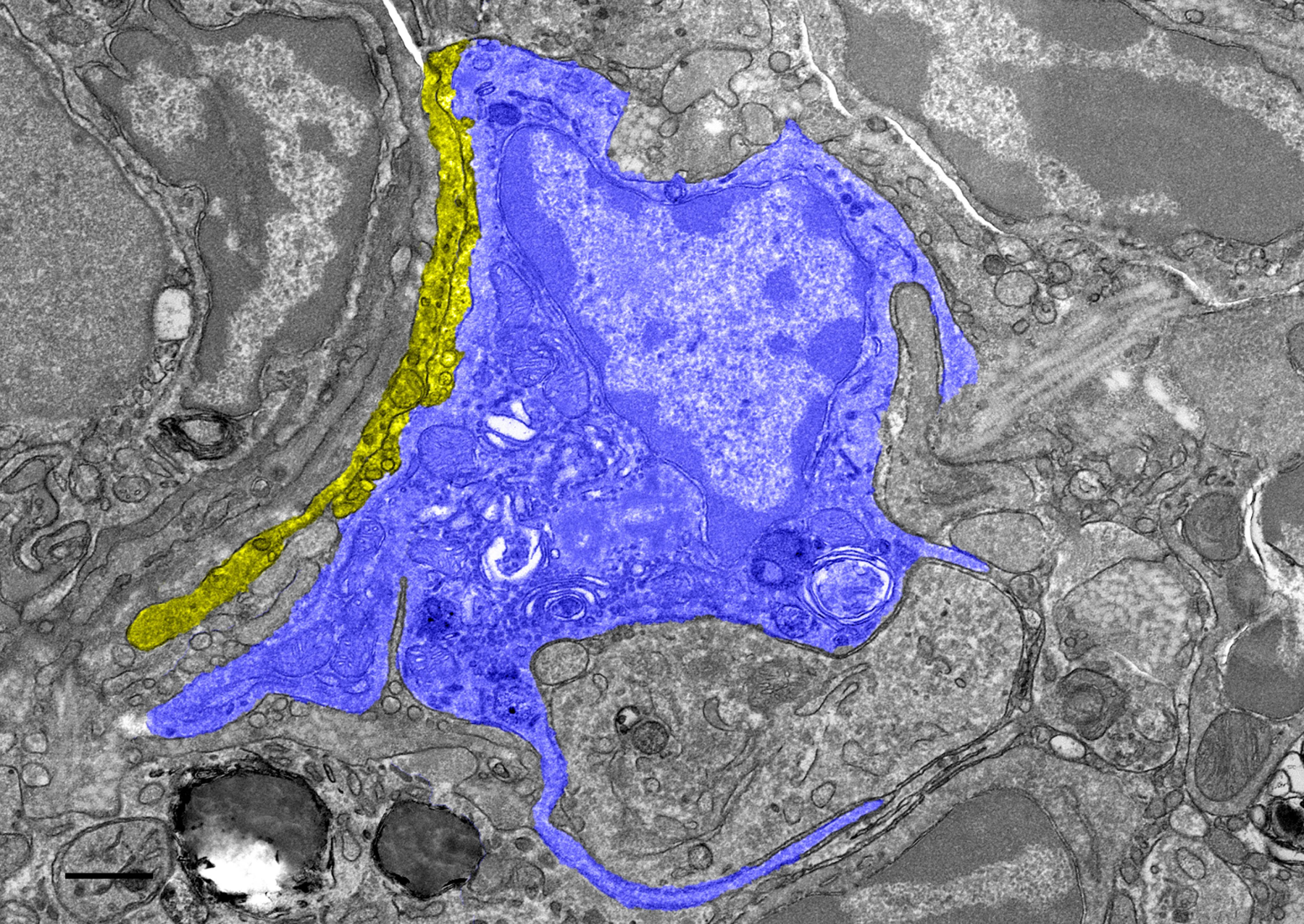 Electron microscopy image of pigeon liver tissue shows hepatic macrophage (blue) in contact with nerve fiber (yellow), which enables them to transmit (“magnetic”) information to the pigeon brain. Image: Lisowski et al. (2026) Science.