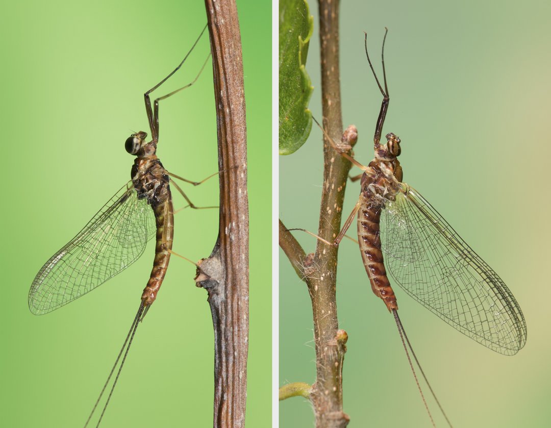 Male (left) and female (right) of the mayfly species Ecdyonurus venosus, body length approx. 1.2 cm.