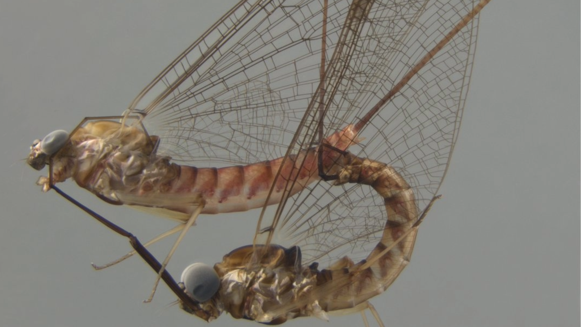 two mayflies mating